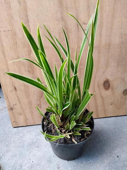Carex morowii ice dance, Tuin en Terras, Planten | Tuinplanten, Vaste plant, Siergrassen, Halfschaduw, Bloeit niet, Ophalen
