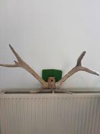 Geweien - Decoratief Wandobject, Ophalen of Verzenden, Gebruikt