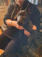 De laatste herder pup reu, CDV (hondenziekte), Reu, 8 tot 15 weken, Eén hond