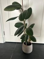 Ficus Tineke met Taupe Pot - 60cm, Huis en Inrichting, Kamerplanten, Ophalen, Ficus, Halfschaduw, In pot