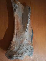 Groot Fossiel fragment Schouderblad, Verzamelen, Ophalen of Verzenden, Fossiel
