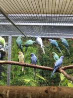 Halsband parkieten, Dieren en Toebehoren, Vogels | Parkieten en Papegaaien, Meerdere dieren, Parkiet, Geringd