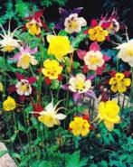 Akelei plantjes, Volle zon, Vaste plant, Zomer, Ophalen