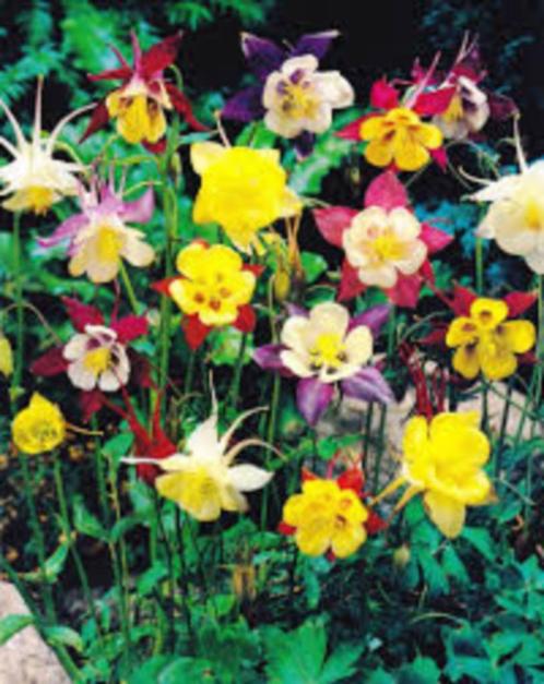 Akelei plantjes, Tuin en Terras, Planten | Tuinplanten, Vaste plant, Overige soorten, Volle zon, Zomer, Ophalen