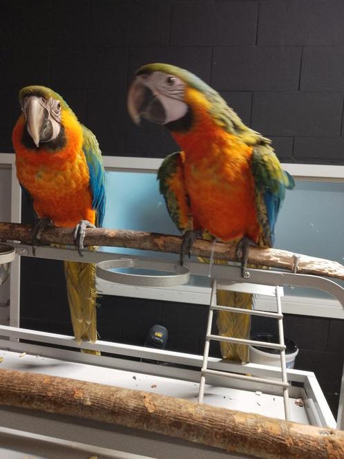 Tamme jonge Catalina of Regenboog Ara's met DNA en getest op, Dieren en Toebehoren, Vogels | Parkieten en Papegaaien, Papegaai