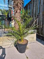 Palmen Phoenix Canariensis Canarische dadelpalm, Tuin en Terras, Ophalen