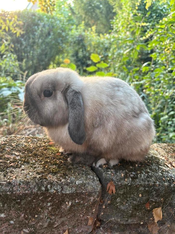 Minilop Salander ram konijn ter dekking aangeboden, Dieren en Toebehoren, Konijnen, Dwerg, Mannelijk, 0 tot 2 jaar, Hangoor