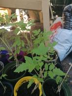 Tomaten plantjes zijn kleinere tomaat. Cherry tomaten., Ophalen, Volle zon, Groenteplanten, Eenjarig