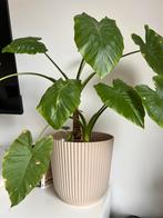 Mooie grote plant, Huis en Inrichting, Kamerplanten, Ophalen, Halfschaduw, Minder dan 100 cm