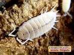 Porcellionides pruinosus Whiteout isopods / pissebedden, Overige soorten