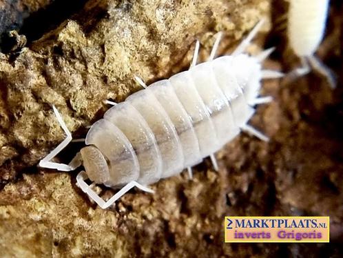 Porcellionides pruinosus Whiteout isopods / pissebedden, Dieren en Toebehoren, Insecten en Spinnen, Overige soorten