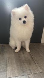 Pomeranian, Dieren en Toebehoren, 15 weken tot 1 jaar, Reu, Poolhond, Parvo