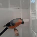 Kleine Europese goudvinkman ruilen, Dieren en Toebehoren, Vogels | Overige Vogels, Vrouwelijk, Wildzangvogel