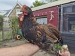 Handtam Krielhaantje (Welsum-Barnevelder), Dieren en Toebehoren, Pluimvee, Mannelijk, Kip