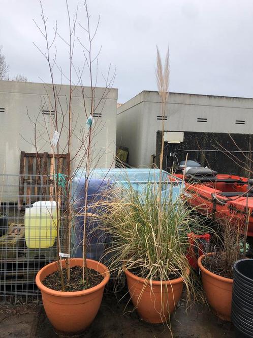 Kuip met pampa’s gras en Kuip met 3 witte berken, Tuin en Terras, Planten | Tuinplanten, Siergrassen, Volle zon, Bloeit niet, Ophalen