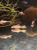 Ancistrus Snowwhite Kweekgroep (WEG = WEG), Dieren en Toebehoren, Vis