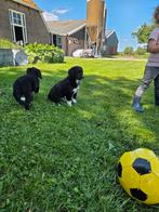 3 pups Friese Stabij x Duck Tolling Retriever, Dieren en Toebehoren, Honden | Niet-rashonden, CDV (hondenziekte), 8 tot 15 weken