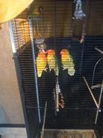 Agapornis dwergpapegaai 8mnd oud., Dieren en Toebehoren, Geslacht onbekend, Dwergpapegaai of Agapornis