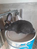 Duitse reus ram, Dieren en Toebehoren, Konijnen