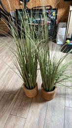 Nep planten, Huis en Inrichting, Ophalen of Verzenden, Overige soorten, Minder dan 100 cm