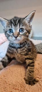 3 mooie kittens, Dieren en Toebehoren, Katten en Kittens | Raskatten | Korthaar, Meerdere dieren