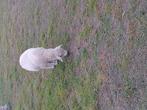Mooie ram tekoop of te ruil, Dieren en Toebehoren, Schapen, Geiten en Varkens, Mannelijk, Schaap