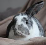 Mooie Voedster/ konijn, Dieren en Toebehoren, Konijnen, Vrouwelijk, Klein, Hangoor, 0 tot 2 jaar