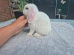 Prachtig Lief Nieuwsgierig Klein Raszuiver Minilop Rammetje, Mannelijk, Dwerg, Hangoor, 0 tot 2 jaar