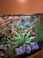 Platy's te halen, Dieren en Toebehoren, Vissen | Aquaria en Toebehoren, Ophalen of Verzenden