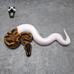0.1 Mandarin Pied NK25 ballpython (python regius), Slang, Tam, 0 tot 2 jaar