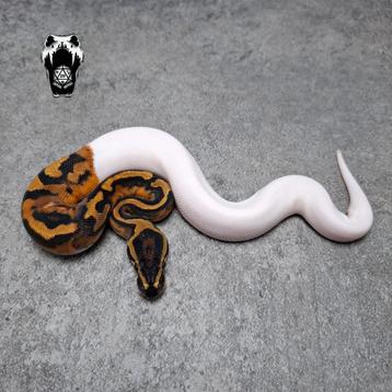 0.1 Mandarin Pied NK25 ballpython (python regius)  beschikbaar voor biedingen