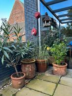 Diversen potterie, Tuin en Terras, Planten | Bomen, Overige soorten, 100 tot 250 cm, Zomer, Ophalen