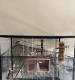 Zebravink en vogelkooi, Minder dan 60 cm, Kooi, Minder dan 75 cm, Ophalen of Verzenden