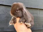 Lieve raszuivere Hangoordwergen/minilops van zorgboerderij, Dieren en Toebehoren, Meerdere dieren, Dwerg