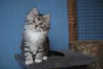 Lieve x Maine Coon kittens, Meerdere dieren, Ontwormd, 0 tot 2 jaar