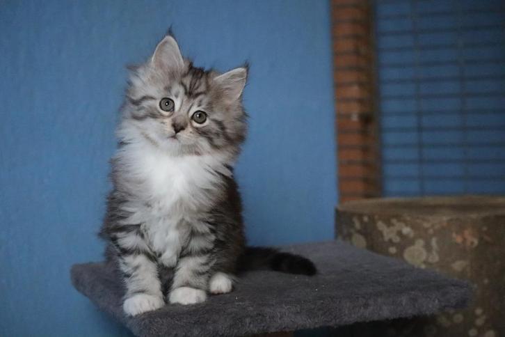 Lieve x Maine Coon kittens, Dieren en Toebehoren, Katten en Kittens | Raskatten | Langhaar, Meerdere dieren, 0 tot 2 jaar, Ontwormd