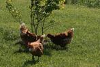 mooie bruine leghennen te koop, Dieren en Toebehoren, Pluimvee, Vrouwelijk, Kip