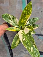 Philodendron Green Congo Variegata p12 (4), Ophalen of Verzenden, Halfschaduw, Minder dan 100 cm