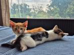 Schattige jonge kittens, Dieren en Toebehoren, Katten en Kittens | Overige Katten, Kater