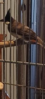 Rood oor buul buul van dit jaar 2025, Dieren en Toebehoren, Meerdere dieren, Geringd