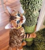 Nog enkele ☆Top ras☆ Bengaalse kittens met stamboom, Meerdere dieren, Met stamboom
