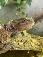 Baardagame ( te koop )zoeken een goed huis !, Dieren en Toebehoren, Overige soorten, Met terrarium, 3 tot 6 jaar
