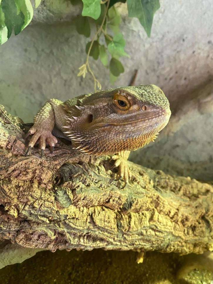 Baardagame ( te koop )zoeken een goed huis !, Dieren en Toebehoren, Reptielen en Amfibieën, Overige soorten, 3 tot 6 jaar, Met terrarium