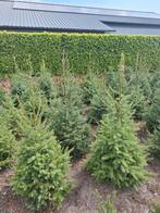 Kerstbomen Omorika te koop. 125/150 150/175, Tuin en Terras, Planten | Bomen, Bloeit niet, Overige soorten, 100 tot 250 cm, Ophalen