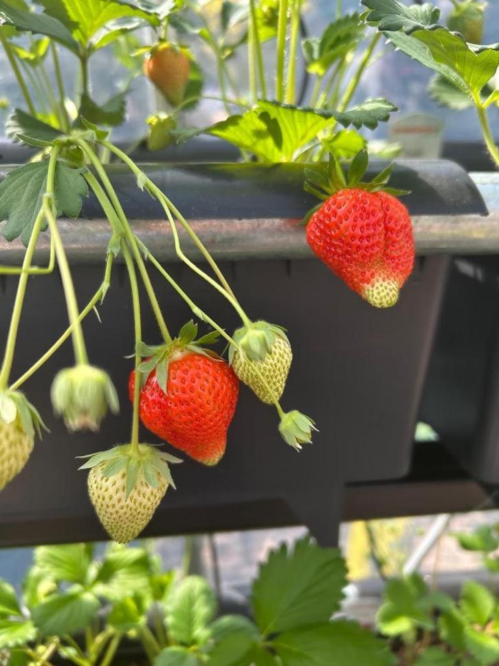 Autopot kweekbakken met AQUAvalve doseer systeem, Tuin en Terras, Kweekspullen, Gebruikt, Overige typen, Ophalen