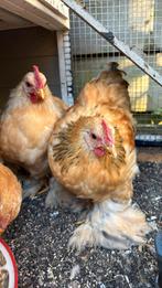 Cochin kriel hanen, Dieren en Toebehoren, Pluimvee, Mannelijk, Kip