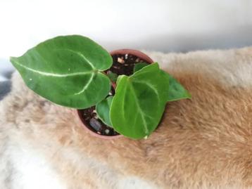Anthurium Crystallinum  beschikbaar voor biedingen