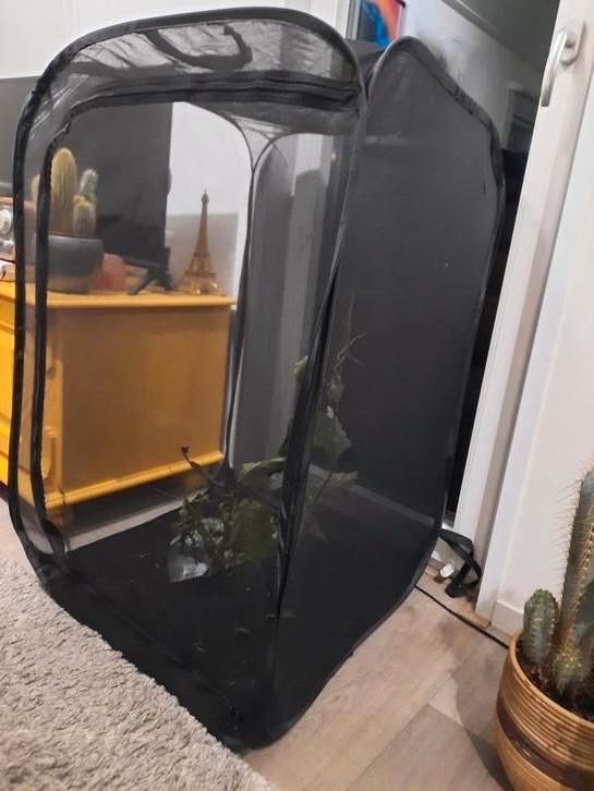 Kweeknet en Wandelendetakken, phasma gigas jailolo lots de 4, Dieren en Toebehoren, Insecten en Spinnen, Wandelende tak