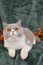 Ametrine – Lilac British Shorthair (c 03, Cinnamon Carrier), Kater, Gechipt, 0 tot 2 jaar