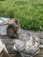 Lieve poes zoekt nieuw huis, Poes, Kortharig, 6 jaar of ouder